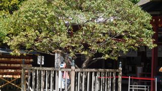 本殿の左手前側