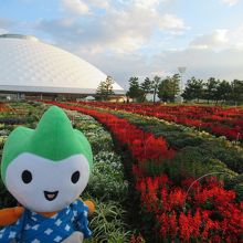 花の谷ゾーン、サルビアしかわからない・・・