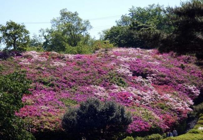 小室山公園つつじ祭り クチコミ アクセス 営業時間 伊東温泉 フォートラベル