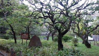 芝公園内の梅林