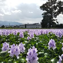 中央やや右が塔跡とか