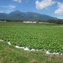 高原野菜の畑と八ヶ岳、これが典型的な野辺山高原の風景ですね！