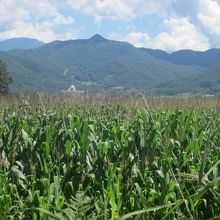おや、とうきび（とうもろこし）の畑も発見！