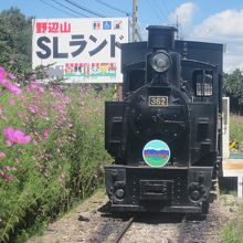 最後の夏、惜別の秋桜がとても寂し気に見えました…。