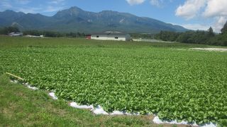 鉄道利用者でも簡単に散策できる高原です