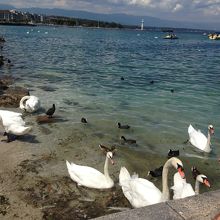 湖の岸にいる白鳥達