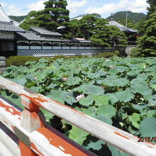 放生池の蓮