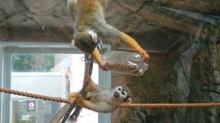 こども動物園のリスザルがかわいい！