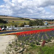 2018年９月18日現在、花の姿を楽しめる他、花と丘の景色のコントラストも楽しめます