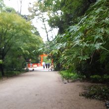 雨上がりの参道がきれいだ