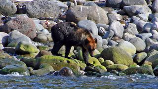 熊が10頭くらい見えました。