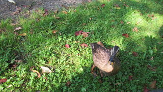 池からカルガモが上陸してきて囲まれる