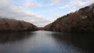 オシドリが元気でした。