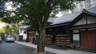 港区の保護樹木というキンモクセイの大木