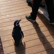 ペンギンと一緒に遊歩道
