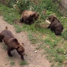 ３頭いましたよ。