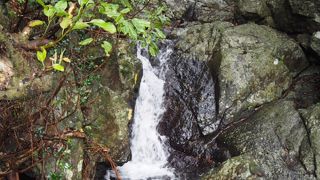 まわりの木が邪魔です