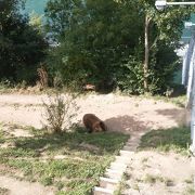 熊が見れたらラッキーかも？