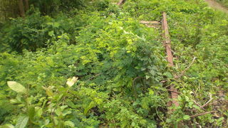 ヤンゴンから南方への鉄道線路は、ダーウェーまでのようです。終点は、ダーウェーか。