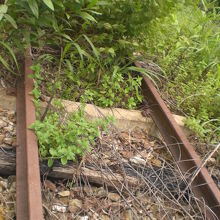灌木に覆われている鉄道線路です。保守、整備の状況は劣悪です。