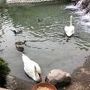 白鳥とカモが泳ぐ池のほとりでゆったりのんびりHappy Hourを♪