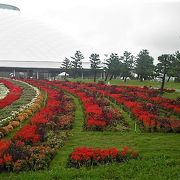 １１月４日まで山口ゆめ花博が開催されています。お花を見るのが楽しいです。