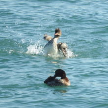ウミアイサ♀　＆　スズガモ