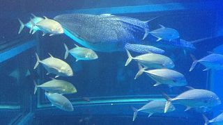 大阪の水族館