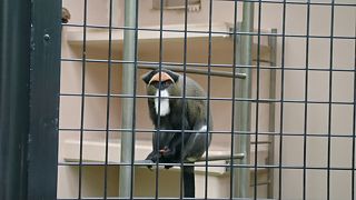 いろんな種類のおさるさん。