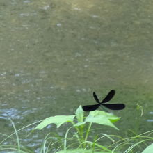 清らかな水が流れる川　トンボが一休み