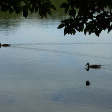 三宝寺池には野鳥も棲みついている。