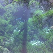 透き通り方が尋常ではない