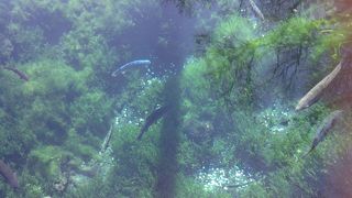 外国からの観光客がいっぱい！忍野八海