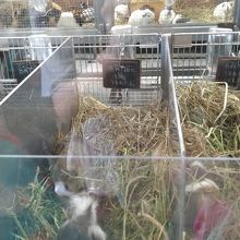 モルモットも！