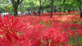木漏れ日に映える赤