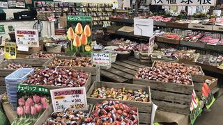 苗のラインナップや色展開がオシャレ