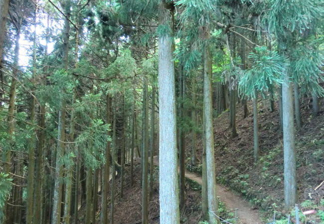 山頂への登山道の途中