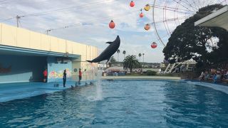 コスパがいい水族館♪おもちゃ王国にも入れる。