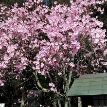 桜以外のお花も♪