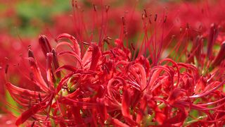 堤防を埋め尽くす赤！