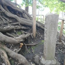 シラカシの根元にひっそりとあるのが姫塚の石碑