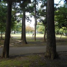 公園内は松をはじめとする樹々が繁る。