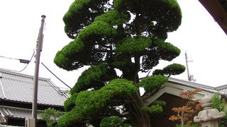 江戸時代以降の古道具や骨とう品などが見学できる