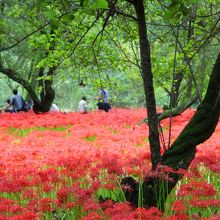 深紅の森