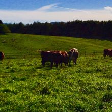 フェンスで囲まれた先には牛が放牧