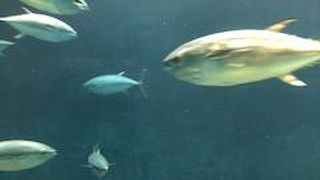 大きな水族館