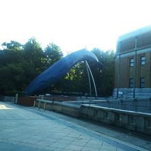 シロナガスクジラ