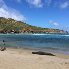 アザラシ？がお昼寝中でした