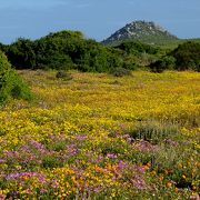 南アフリカ共和国の春には、野生の花が咲き誇るお花畑になります。