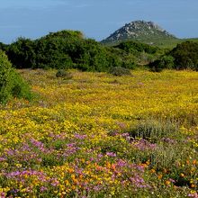公園内にある8～9月のみ開放の野生の花の保護区は必見の場所。